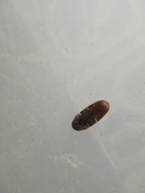 Throscidae - merevbogárfélék