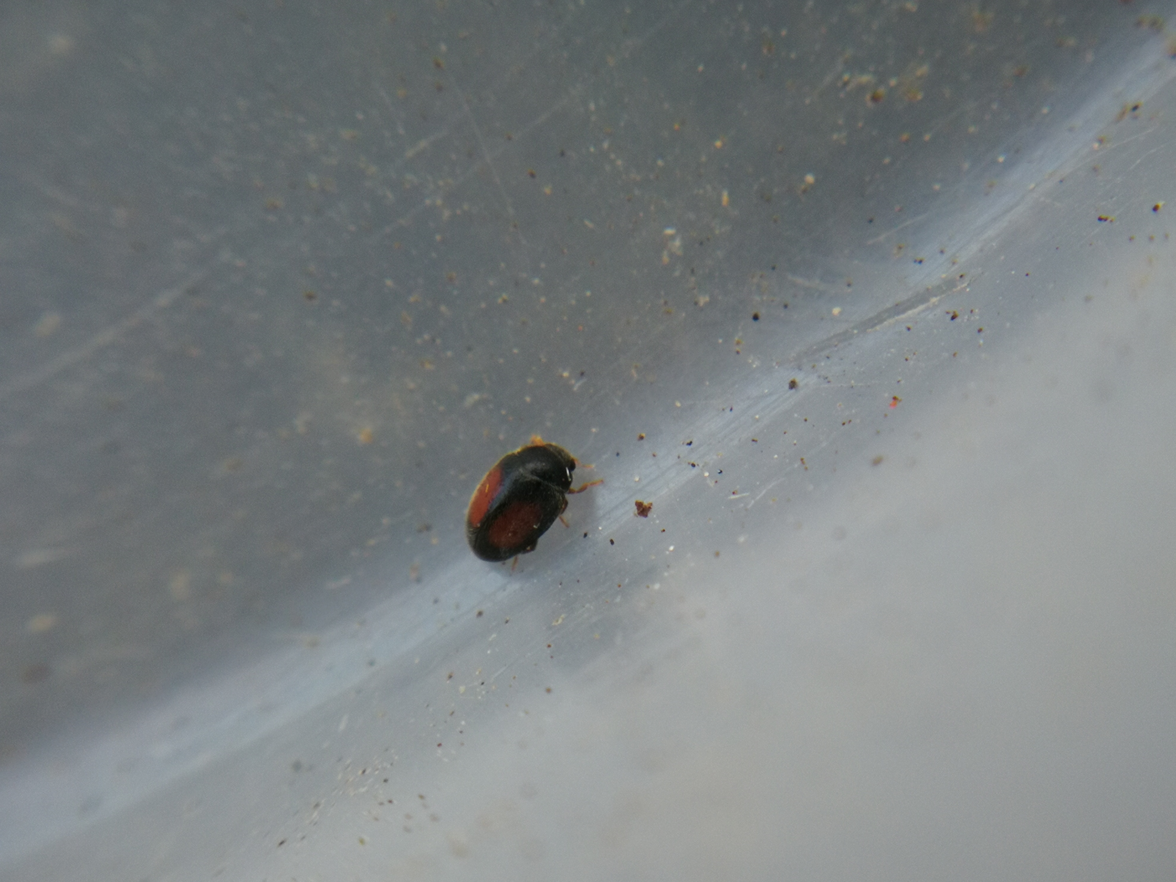 Scymnus flagellisiphonatus - ostoros bödice