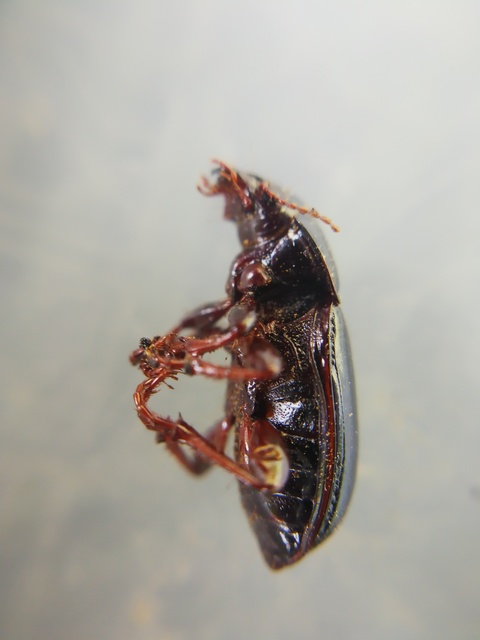 Zabrus tenebrioides - gabonafutó