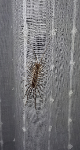 Scutigera coleoptrata - légyölő pókszázlábú