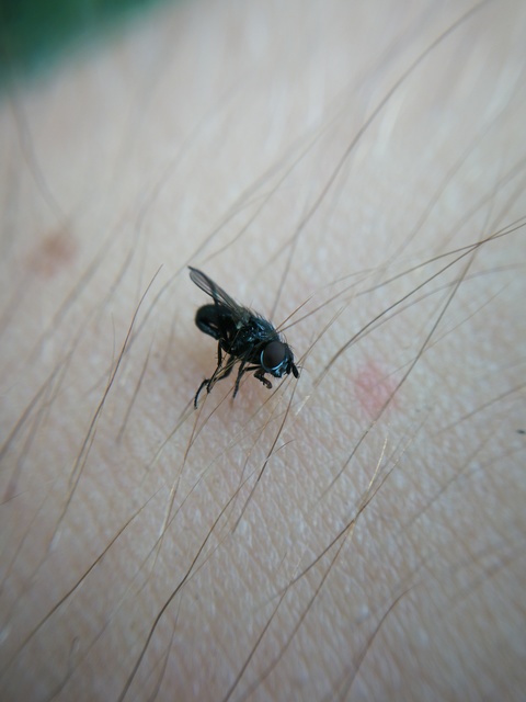 Muscidae - igazi legyek
