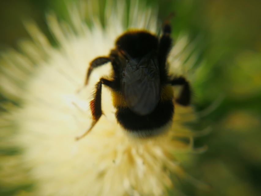 Bombus terrestris/lucorum