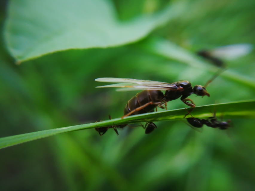 Lasius