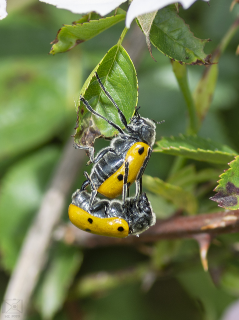 Lachnaia sexpunctata - szőrösnyakú zsákhordóbogár
