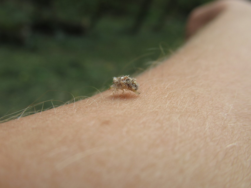Chrysopidae - zöldfátyolkák