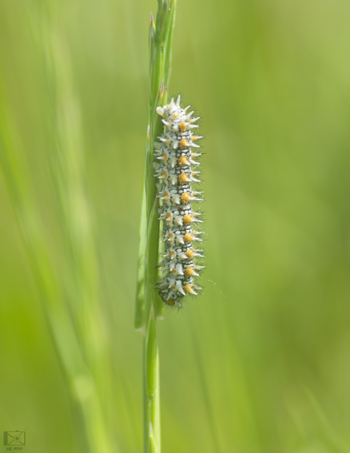Melitaea didyma - tüzes tarkalepke