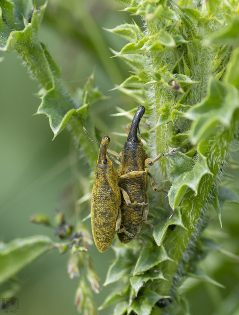 Lixus pulverulentus - mályvafúró dudvabarkó