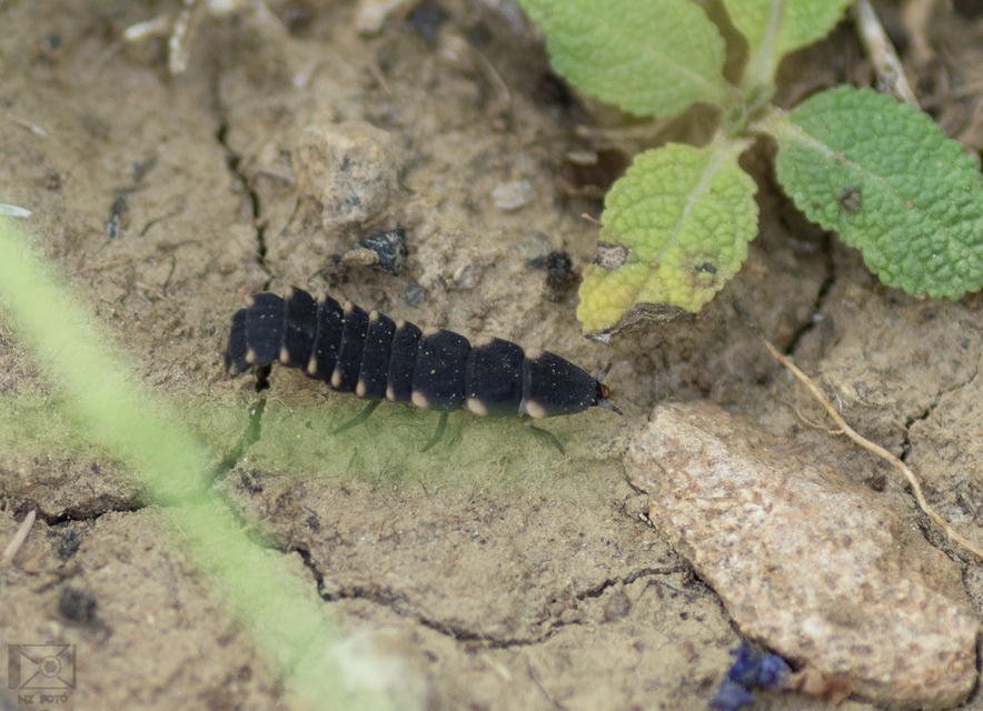 Lampyris noctiluca - nagy szentjánosbogár