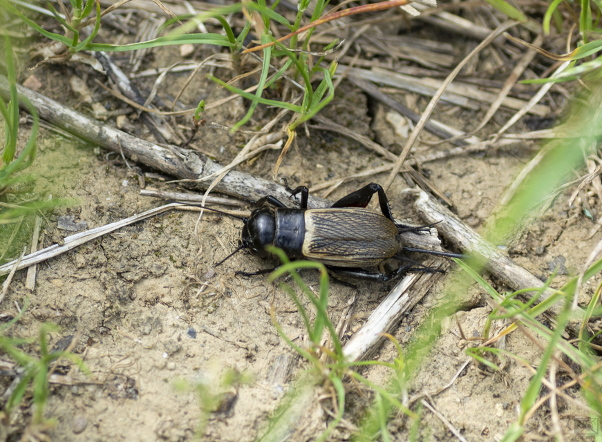 Gryllus campestris - mezei tücsök