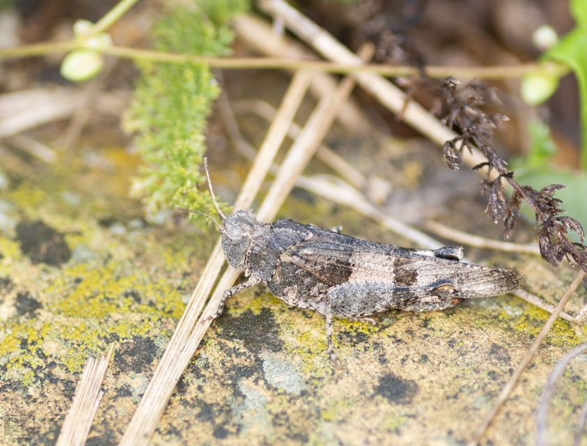 Oedipoda caerulescens - kékszárnyú sáska