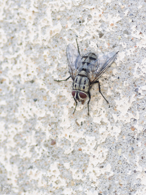 Paramacronychiinae