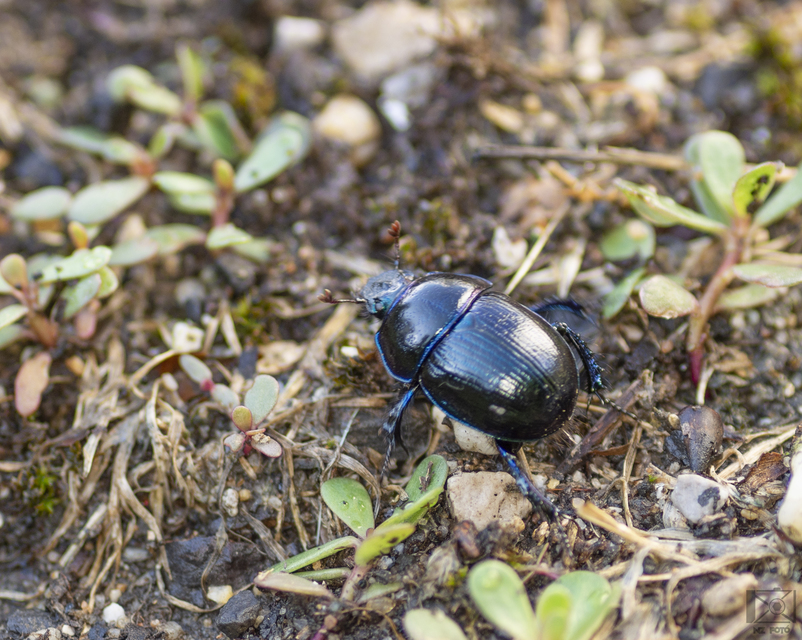 Anoplotrupes stercorosus - erdei álganéjtúró