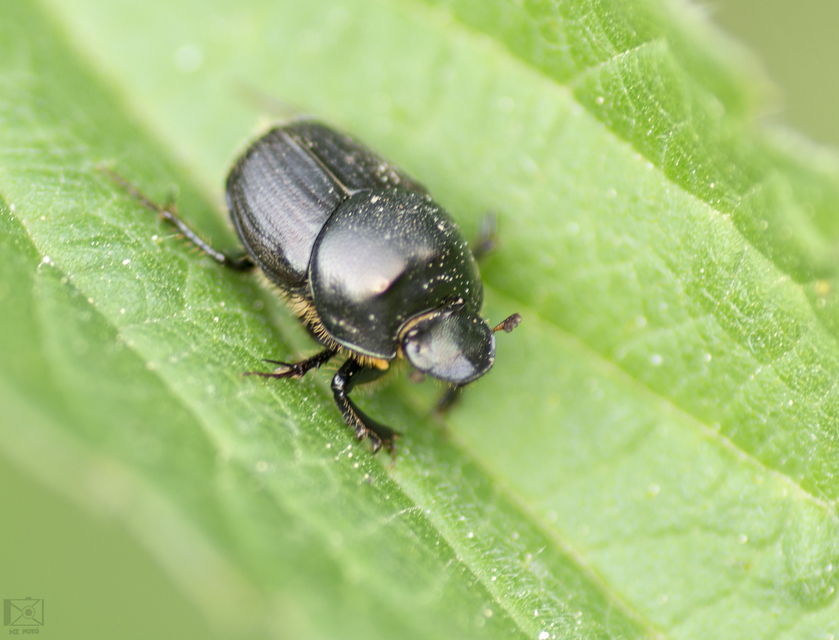 Onthophagus verticicornis - fekete trágyatúró