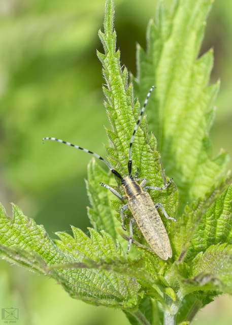 Agapanthia villosoviridescens - fehérgyűrűs bogáncscincér