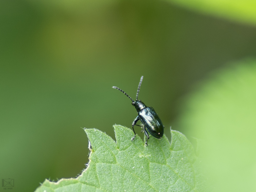 Lema cyanella - kék aszatbogár