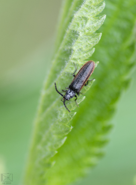 Omalisus fontisbellaquaei - közönséges álhajnalbogár