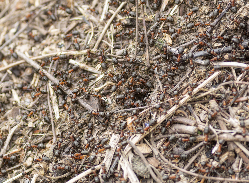 Formica polyctena - kis vöröshangya