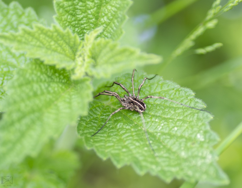 Zachaeus crista