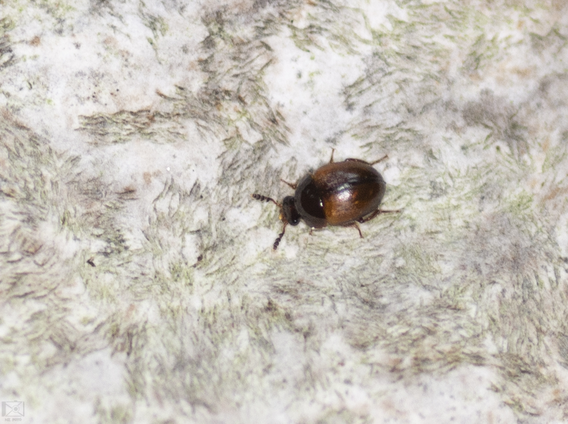 Anisotoma humeralis - vörösvállú gombabogárka