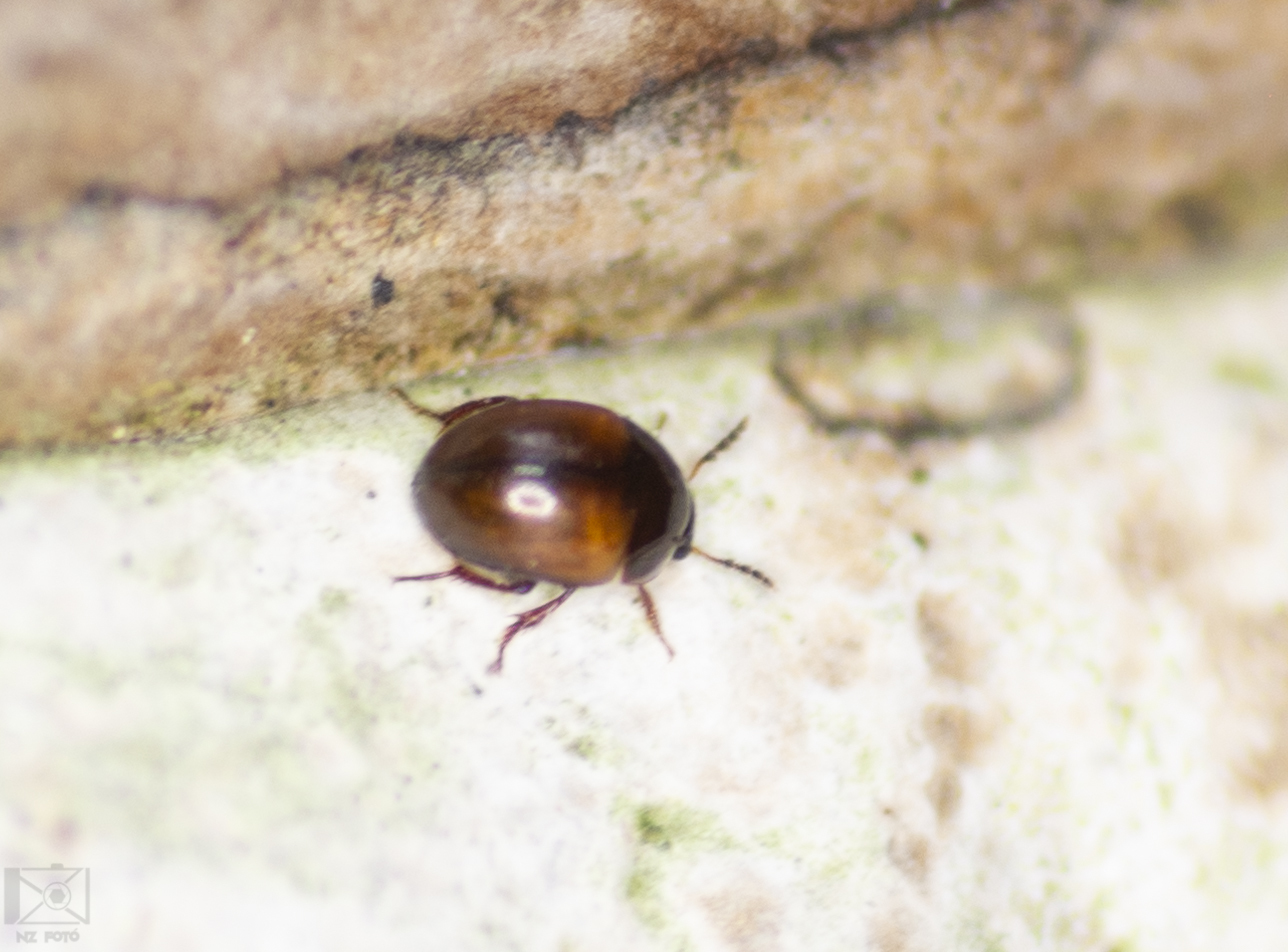 Anisotoma humeralis - vörösvállú gombabogárka