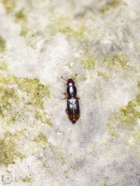 Rhizophagus bipustulatus - kétpettyes törekbogár