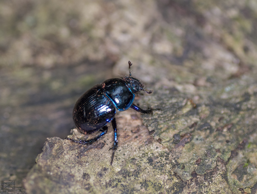 Anoplotrupes stercorosus - erdei álganéjtúró