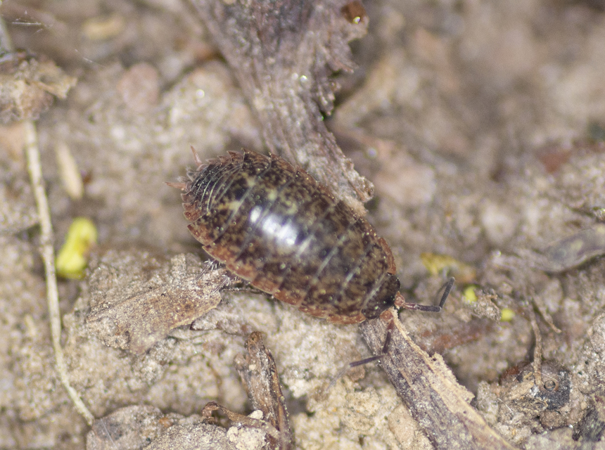 Protracheoniscus politus - közönséges erdeiászka