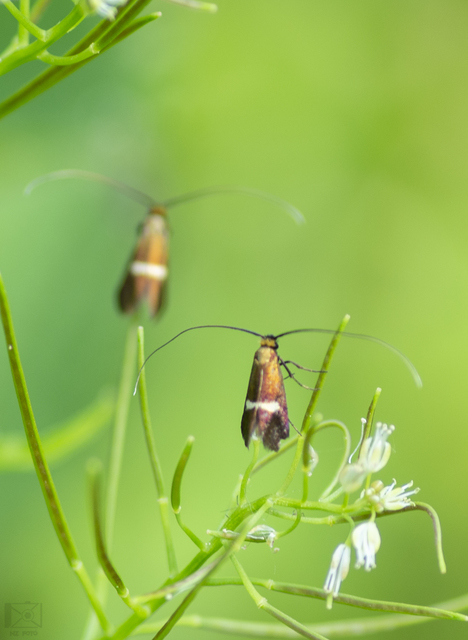 Cauchas rufimitrella - patinafényű tőrösmoly