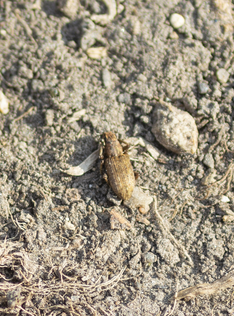 Sitona obsoletus - sárga csipkézőbogár