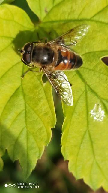 Eristalis tenax - közönséges herelégy