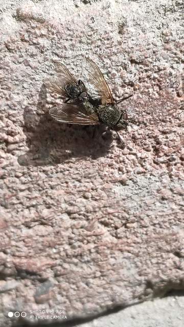 Pollenia