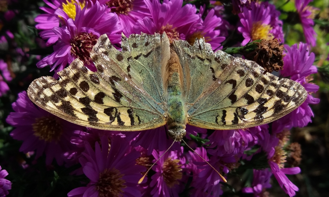 Argynnis pandora - zöldes gyöngyházlepke