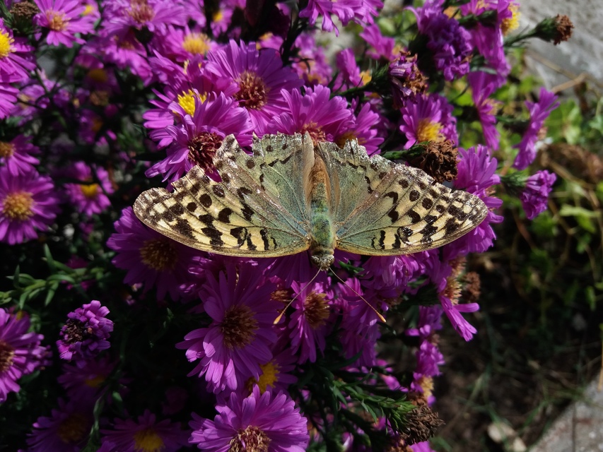 Argynnis pandora - zöldes gyöngyházlepke