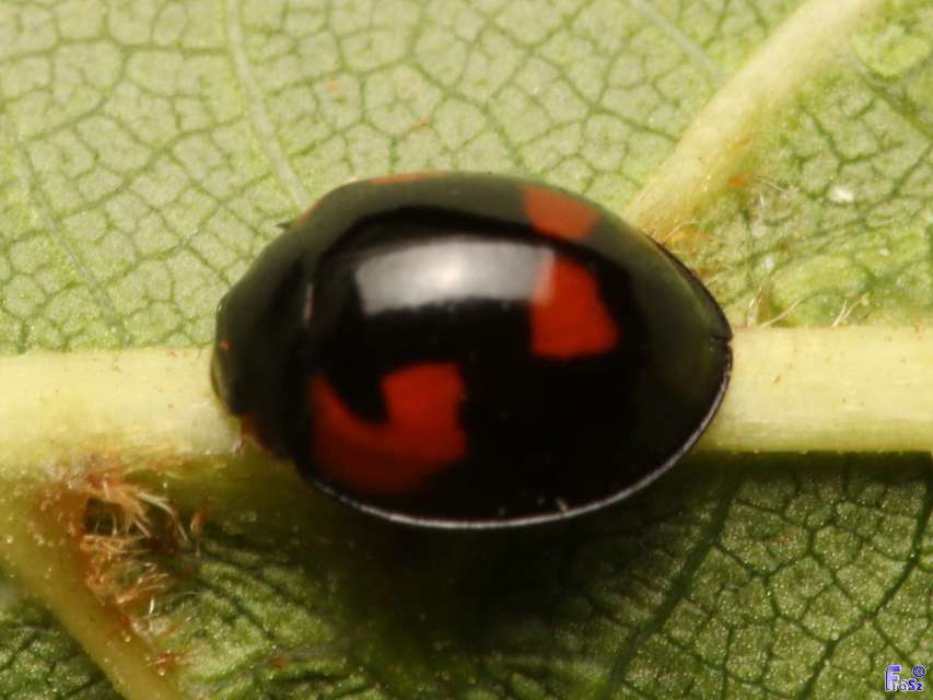 Exochomus quadripustulatus - négyfoltos szerecsenkata