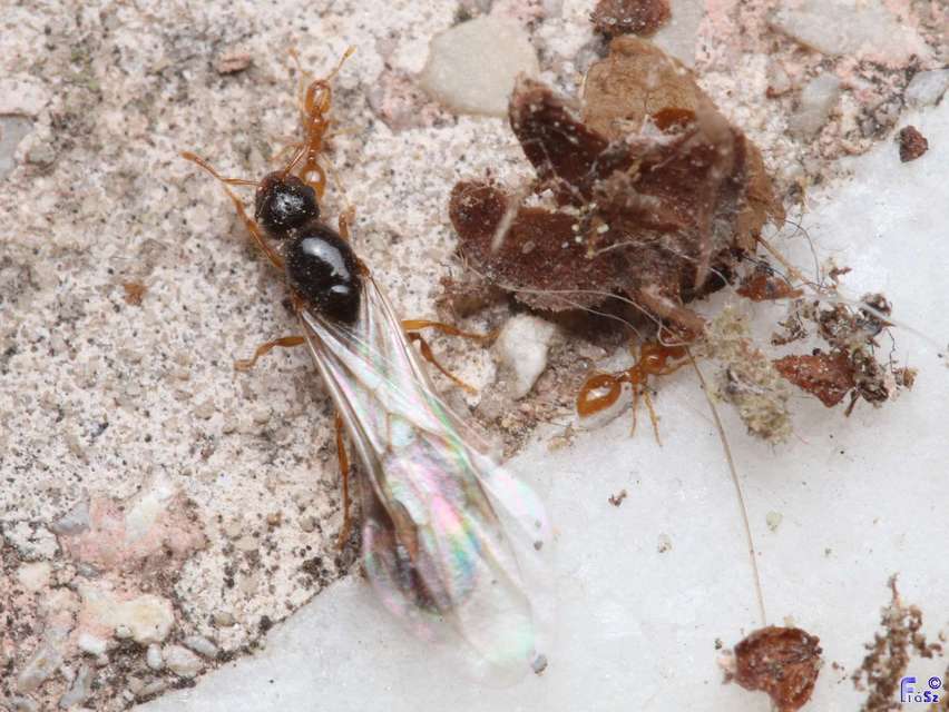 Solenopsis fugax - tolvajhangya