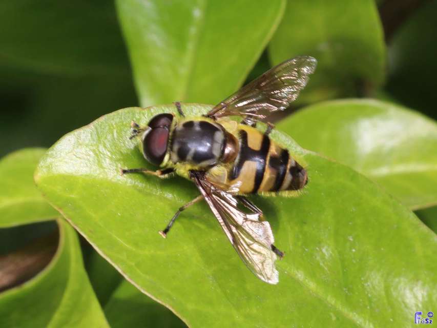 Myathropa florea - halálfejes odúlégy