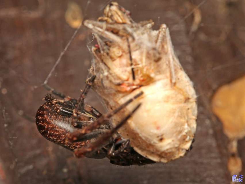 Nuctenea umbratica - közönséges rés-keresztespók
