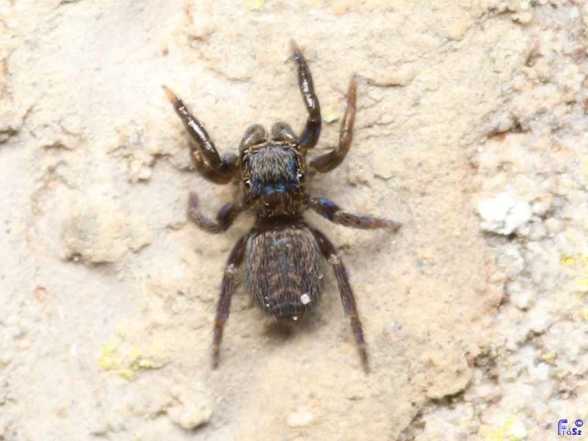 Pseudeuophrys obsoleta - barna ugrópók