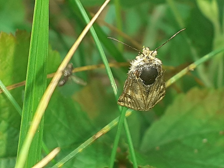 Schinia cardui - keserűgyökér-nappalibagoly