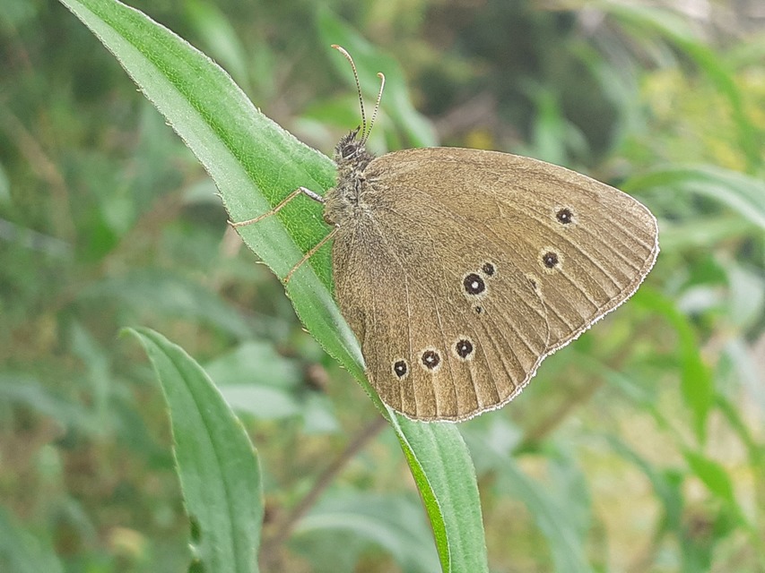 Aphantopus hyperanthus - közönséges ökörszemlepke