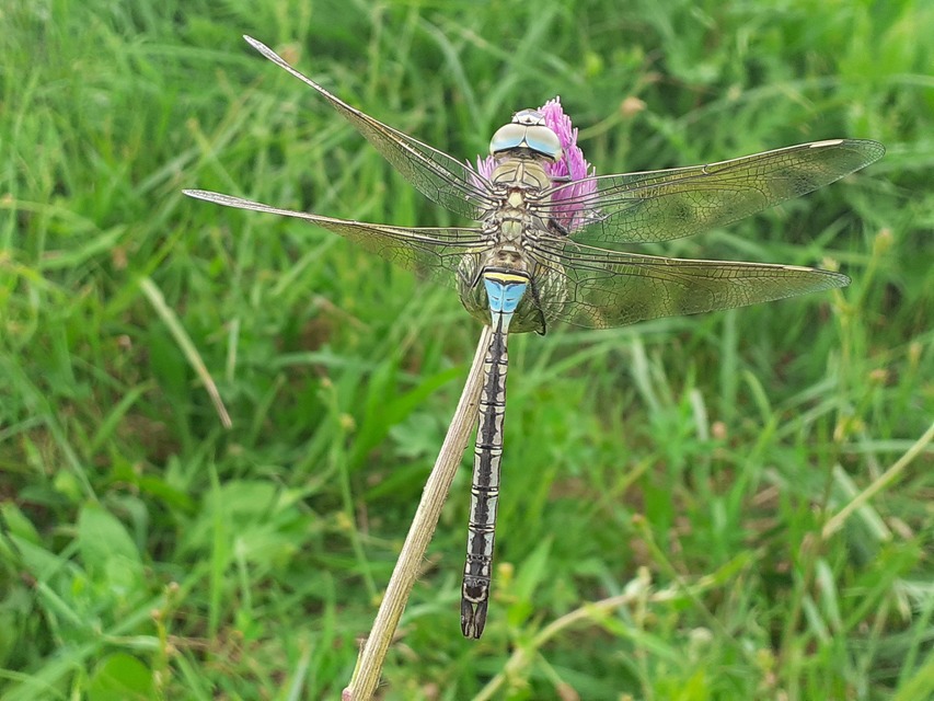 Anax parthenope - barna óriásacsa