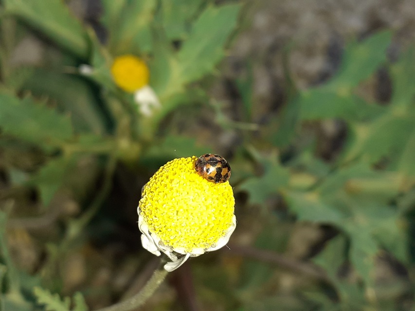 Subcoccinella vigintiquatuorpunctata - lucernaböde