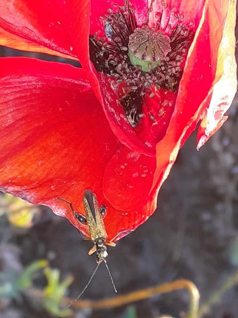 Oedemera podagrariae - székfű-álcincér