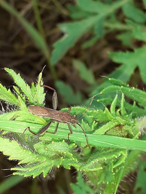 Camptopus lateralis - görbelábú karimáspoloska