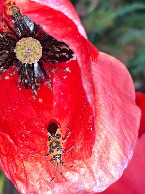 Corizus hyoscyami - piros karimáspoloska