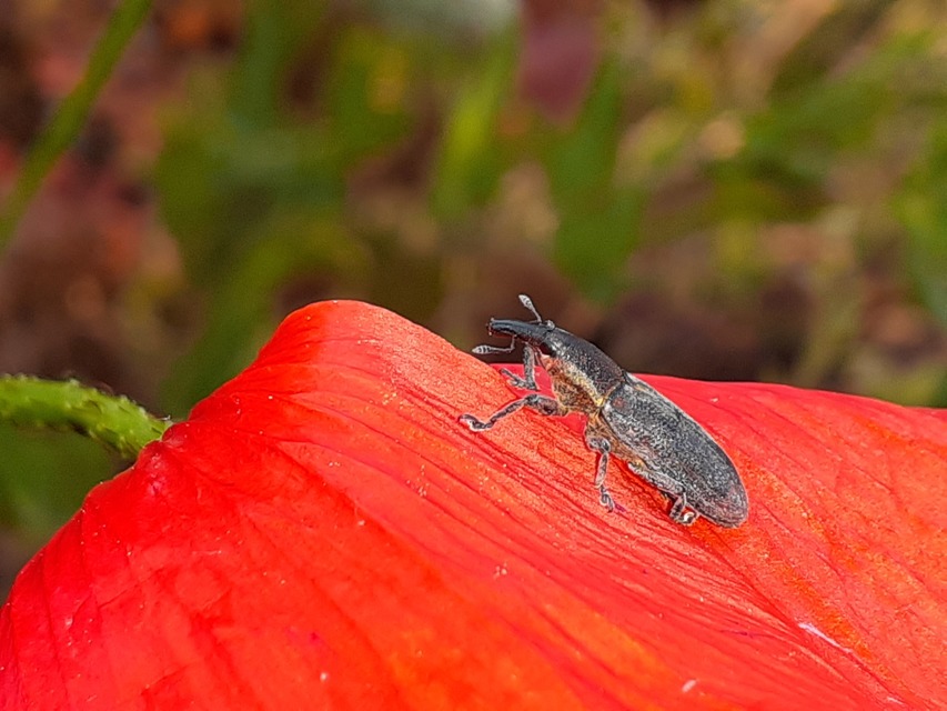 Lixus vilis - gémorr-dudvabarkó