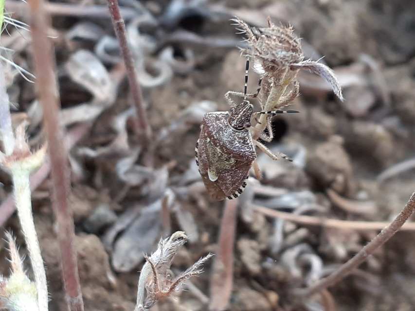 Dolycoris baccarum - közönséges bogyómászó-poloska