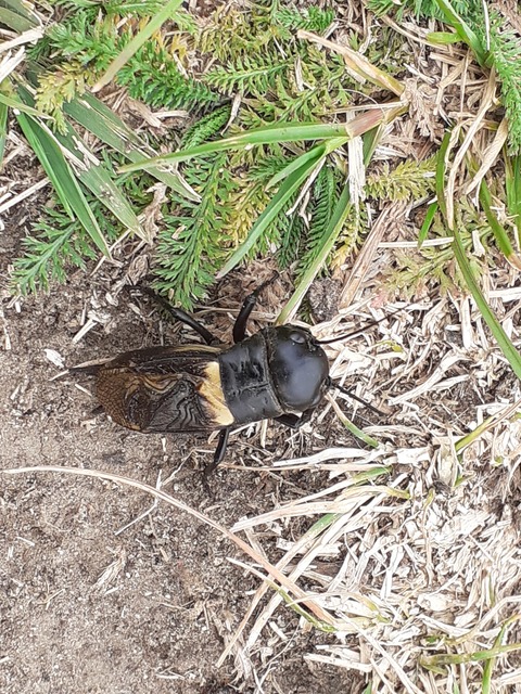 Gryllus campestris - mezei tücsök