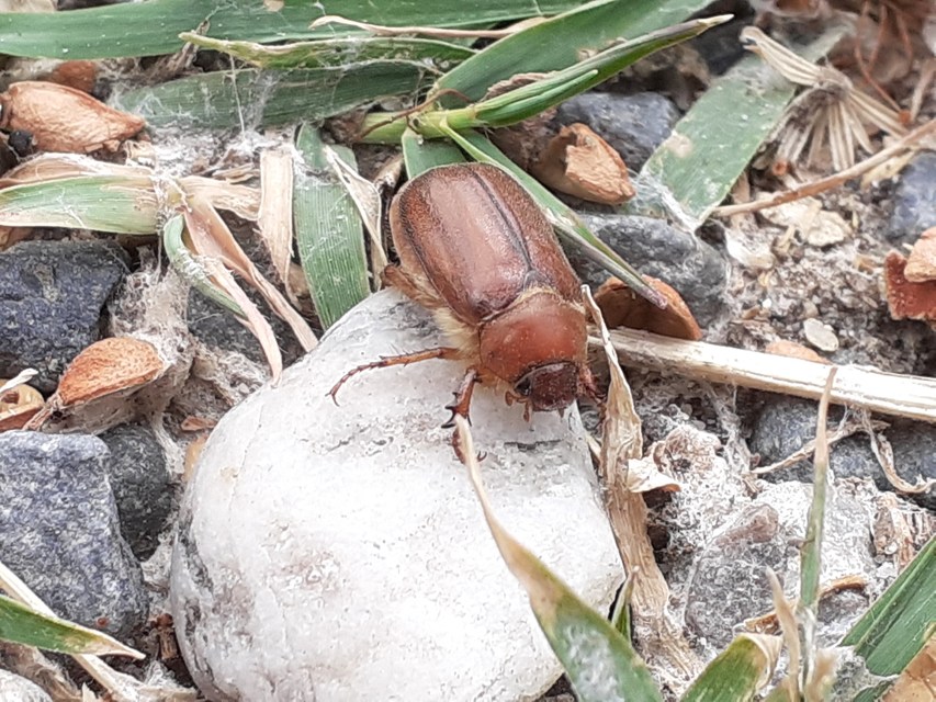 Amphimallon assimile - kis sárgacserebogár