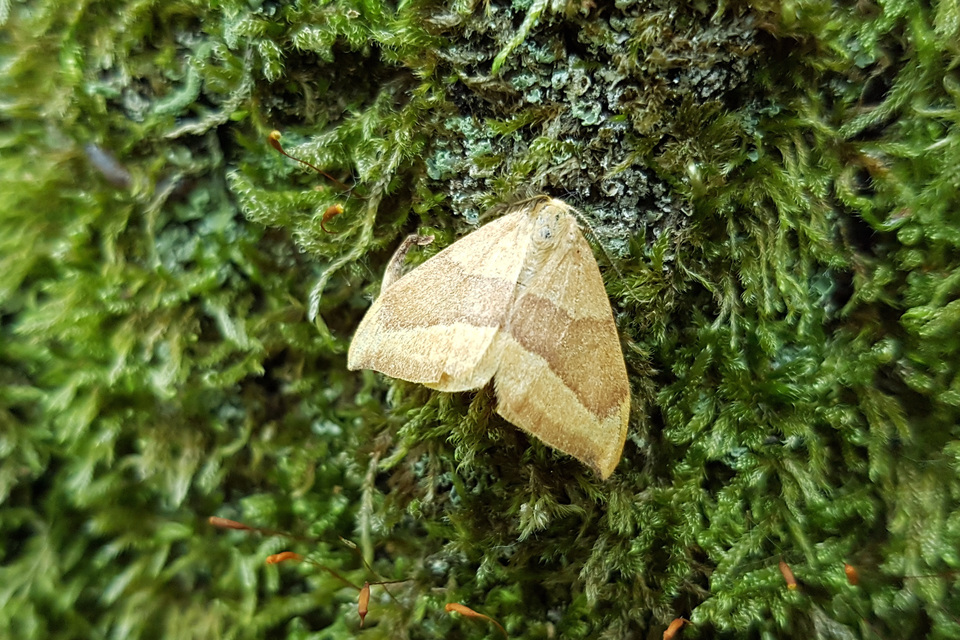 Watsonalla cultraria - bükkfa-sarlósszövő
